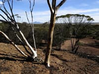 A view of bushy plains from Angela's favourite knoll at Red Moort Reserve.