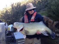 NSW Fisheries officer, Justin Stanger with a 93 cm Murray Cod found on the Murrumbidgee (which was returned unharmed). Photo Dylan van der Muelen.
