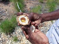 A Bush Coconut. Provided by Bunuba/Environs Kimberley.