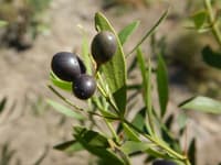 Biriyali/Conkerberry. Provided by Bunuba/Environs Kimberley.