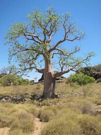 Larrgari/Boab. Provided by Bunuba/Environs Kimberley.