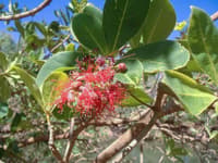Malaa / Freshwater Mangrove. Provided by Bunuba/Environs Kimberley.