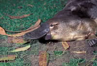Platypus are at home in the Murrumbidgee River. Photo Dave Watts.