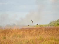 Raptors hunt around the edges of a burn. Photo Claire Thompson.
