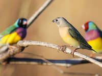 Gouldian Finches. Photo Alec Brennan.