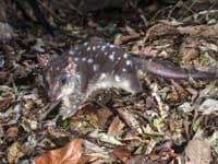 The Northern Quoll is among species impacted by wildfires in northern Australia. Photo Steve Parish.