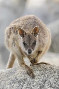 Mareeba Rock-wallaby (Petrogale mareeba). Photo by Dave Watts/ naturepl.com.