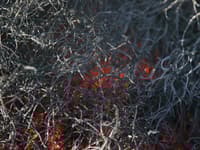 A cool burn smouldering in Spinifex Grass. Photo Peter Taylor.