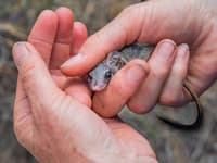 A Red-tailed Phascogale is inspected during population surveys. Photo Nic Duncan.