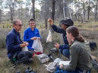 University of Western Australia genetics student Rhiannon de Visser helped Bush Heritage staff to weigh and measure phascogales during surveys late last year. Photo by Nic Duncan.