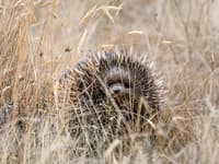This Short-beaked Echidna is among many native animal residents at the Round House Reserve.