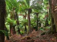 Mike Bretz stands disguised amongst tree ferns on Liffey River Reserve, Tasmania.