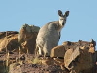 A Euro on rocky outcrops at Boolcoomatta.