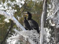 Great Cormorants at Naree. Photo Roxane Francis.