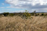 A seedling planted as part of the Climate Ready Revegetation project on Nardoo Hills Reserve. Photo by Eliza Herbert.