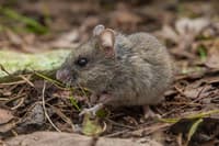 The New Holland Mouse. Photo Bruce Thomson.