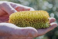 Photo A Golden Stalk Banksia (Banksia media) flower on Monjebup Reserve, Noongar country in WA. By Krysta Guille