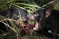 Tasmanian Devils feeding. Photo Steve Parish.