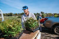 Alex Hams unloading seedlings for revegetation work. Photo Krysta Guille.