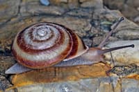 A land snail found on Bigge Island. By Vince Kessner.