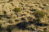 Maiawali Custodians, other Indigenous rangers and groups walking through Night Parrot habitat.