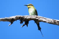 Rainbow Bee-eater. Photo by Beth Hales.
