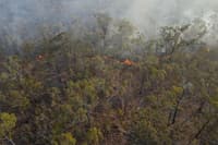 Effective management of fuel loads helped protect Yourka Reserve, Jirrbal and Warrungu Country, QLD. Photo: Alistair Hartley.