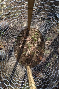 Caged South-Esk Pine Seedling.