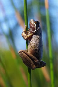Southern Tree Frog at Habitat Plants Nursery.