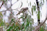 Wattlebird at Burrin Burrin Reserve.