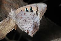 A male Ogyris caelestia butterfly.
