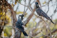Carnaby's Cockatoos.