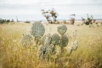 The Wheel Cactus at Buckrabanyule.