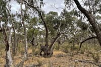 The woodlands at Sanstrom Reserve.