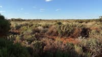 Healthy looking heathland at Austin Downs.