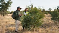 Volunteers measure the height of growing eucalypts, Dja Dja Wurrung Country, Victoria.