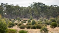 An experimental revegetation plot on Nardoo Hills Reserve.