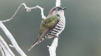A Shining Bronze Cuckoo at Nardoo Hills Reserve.
