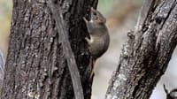 A Red-tailed Phascogale spotted during recent monitoring at Kojonup Reserve, Goreng Noongar Country, Western Australia.