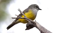 A Western Yellow Robin photographed at Kojonup Reserve by Robert Dugand.