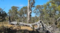 The Wandoo Woodland on Kojonup Reserve is ideal habitat for phascogales, with plenty of food and places to hide and nest. Photo by Genevieve Hayes