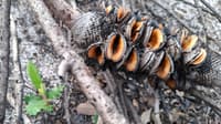 Banksia seedlings at Chereninup Creek Reserve.