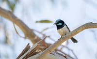 Superb Fairywren at Turnip Creek.
