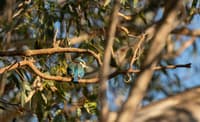 Sacred Kingfisher at Turnip Creek. Photo Grassland Films.