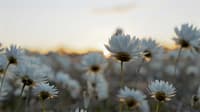A field full of white wildflowers at Wanarra.