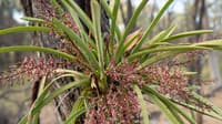 A Snake Orchid plant.