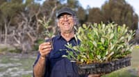 Greening Australia's Barry Heydenrych holds up banksia seedlings ready to be planted at Ediegarrup Reserve.