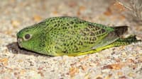 A Night Parrot on the ground.