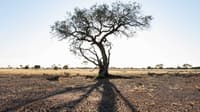 Gidgee tree at Pilungah Reserve on Wangkamahdla Country, 470 km south of Mt Isa, QLD.