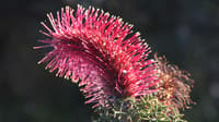 One of many native wildflower species at Wanarra.